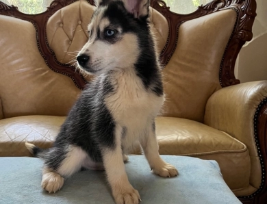 Shadow Siberian Husky