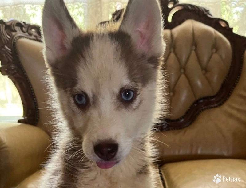 Red Siberian Husky