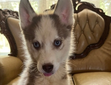 Red Siberian Husky