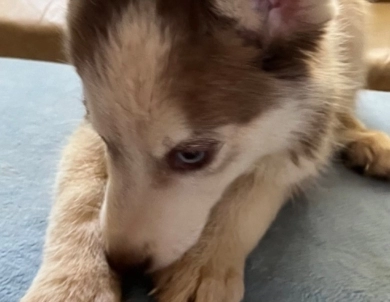 Red Siberian Husky