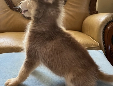 Red Siberian Husky