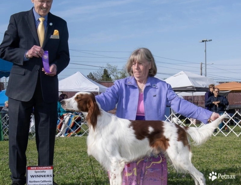 Flynn Rider Irish Red and White Setter