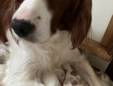 Merida Irish Red and White Setter