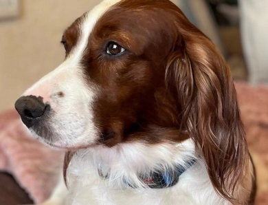 Merida Irish Red and White Setter