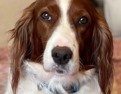 Merida Irish Red and White Setter