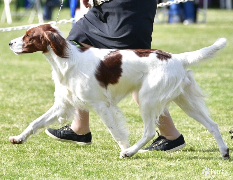 Merida Irish Red and White Setter