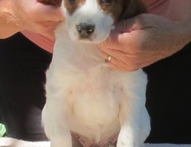 Barriss Irish Red and White Setter