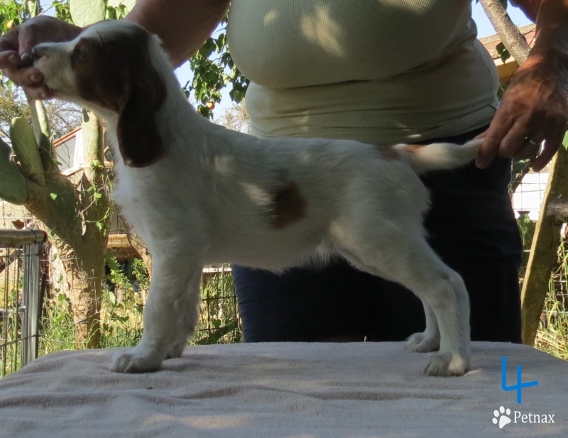 Barriss Irish Red and White Setter