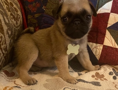 Akc pug puppies