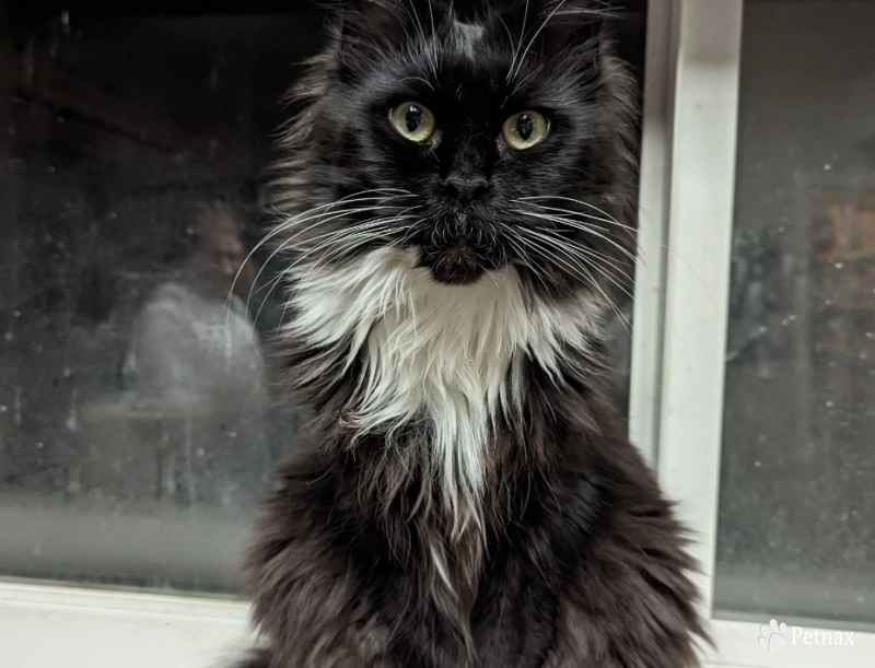 Hanna Maine Coon