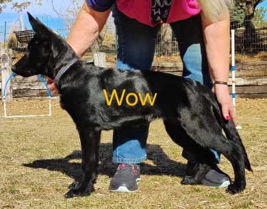 Wow von der Traumwolfen German Shepherd