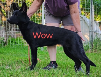 Wow von der Traumwolfen