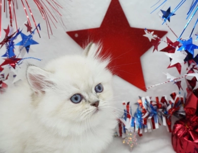 Benny Persian