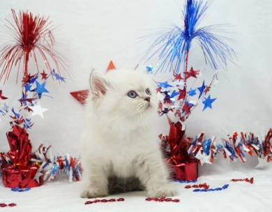 Benny Persian