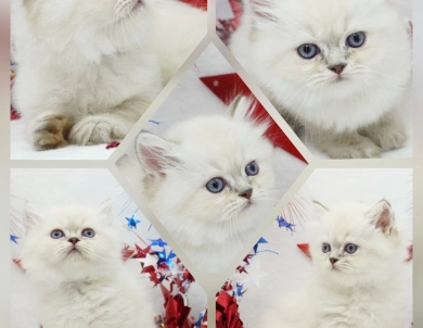 Benny Persian