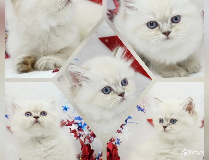 Benny Benny Persian
