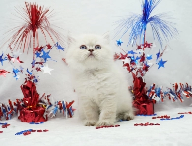 Benny Persian