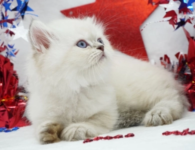 Benny Persian