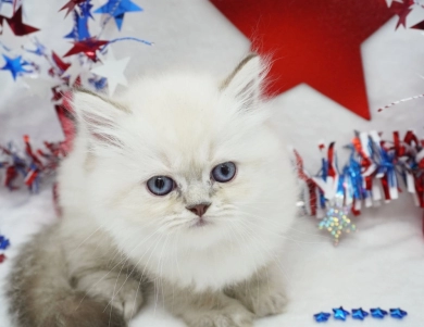 Benny Persian