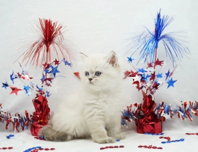 Benny Persian