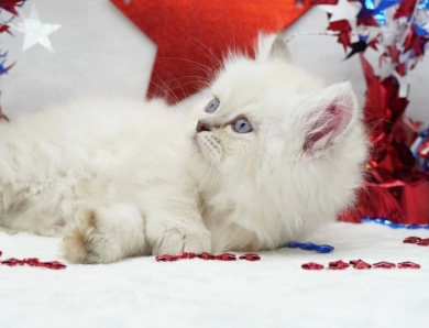 Vinnie Persian