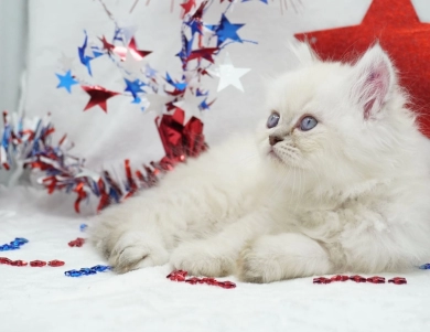 Vinnie Persian