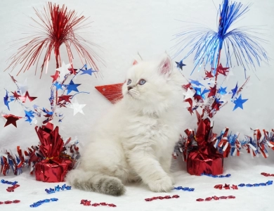 Vinnie Persian