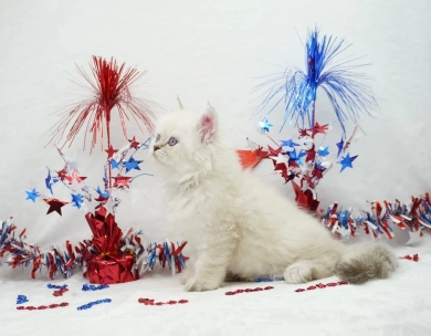 Vinnie Persian