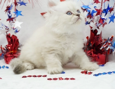 Vinnie Persian