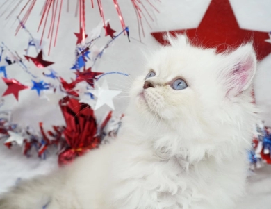 Vinnie Persian