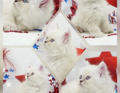 Vinnie Persian