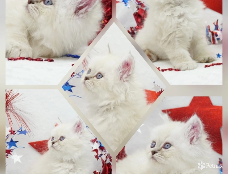Vinnie Vinnie Persian