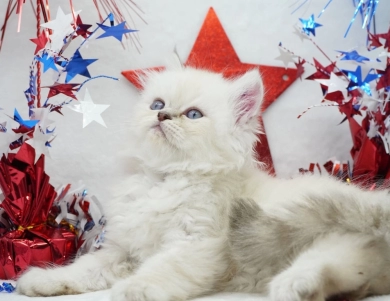 Vinnie Persian