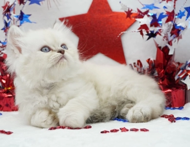 Vinnie Persian