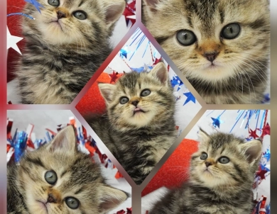 Millie Persian
