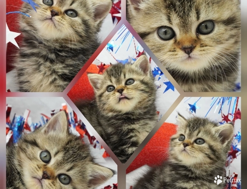 Millie Persian