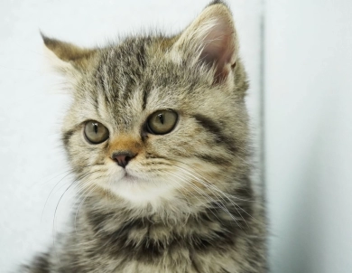 Millie Persian
