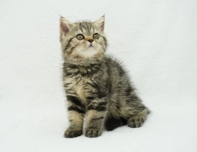 Millie Persian
