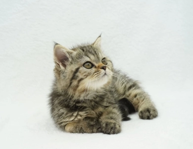 Millie Persian