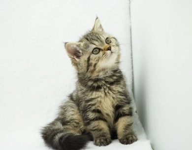 Millie Persian