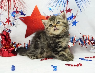 Millie Persian