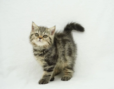 Millie Persian