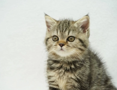 Millie Persian