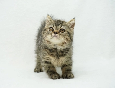 Teagan  Persian