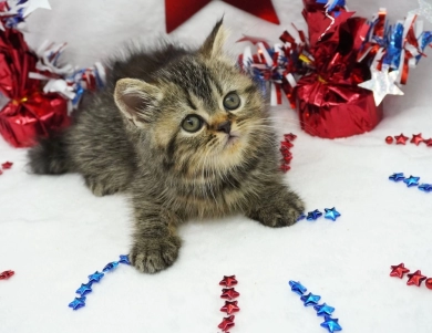 Teagan  Persian