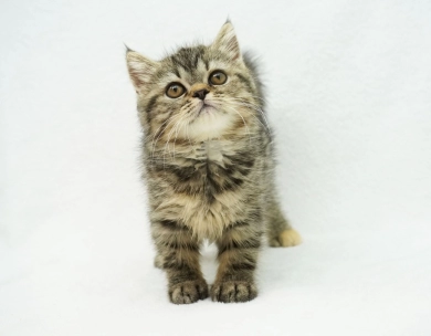 Teagan  Persian