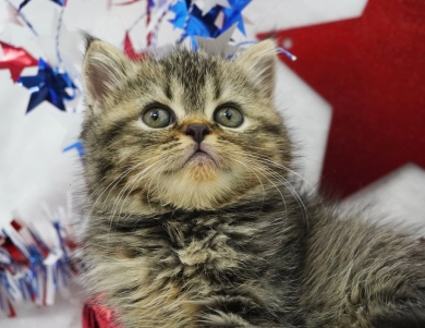Teagan  Persian