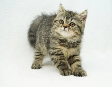 Teagan  Persian