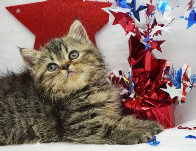 Teagan  Persian