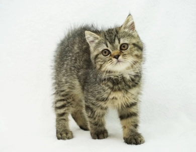 Teagan  Persian